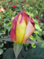 Preview: Edelrose Orient Express2